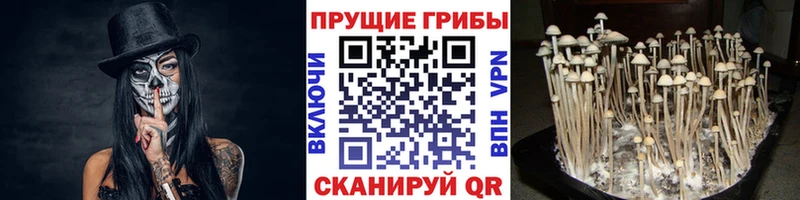 даркнет наркотические препараты  Отрадное  Псилоцибиновые грибы Magic Shrooms 
